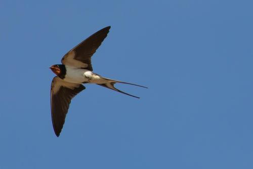 swallow flying g6fa96c98d 1920 copy