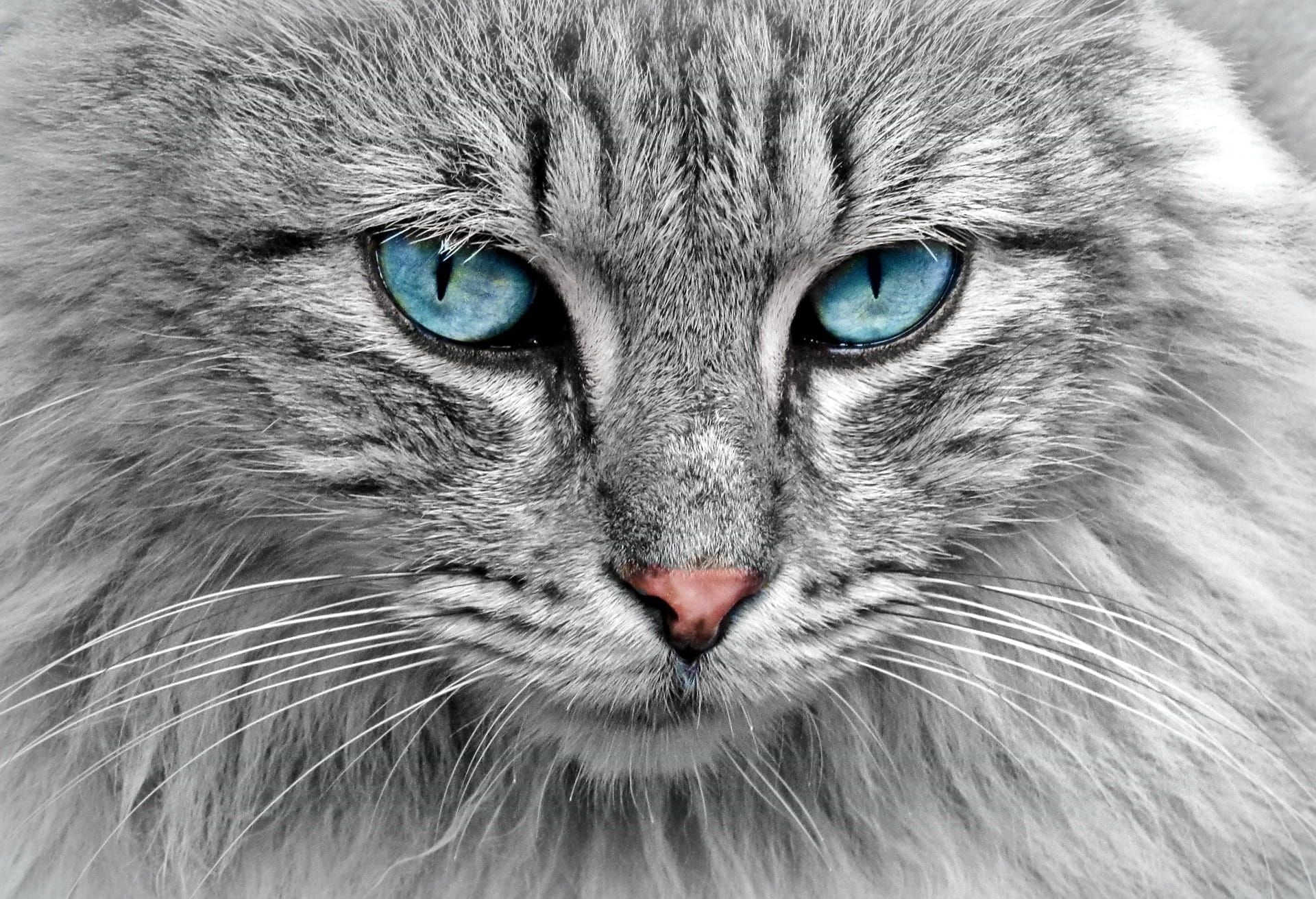 cat 1045782 1920